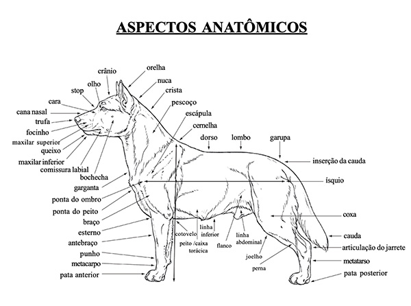 Aspectos Anatômicos do cão