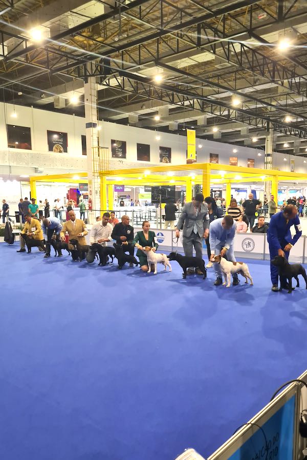 World Dog Show 2022 Staffordshire Bull Terrier