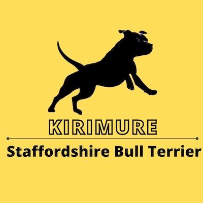 Kirimure Staffordshire Bull Terrier